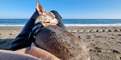 Hundehotel - Doggies: 3 Doggies - Hotel La Morena