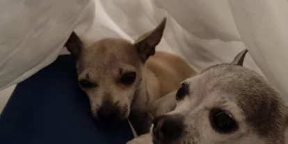 Hundehotel - Doggies: 3 Doggies - Hotel La Morena