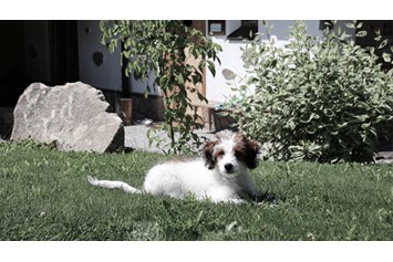 Urlaub-mit-Hund: INNs HOLZ hundefreundliches Chaletdorf Urlaub mit Hund im Sommer - INNs HOLZ Chaletdorf