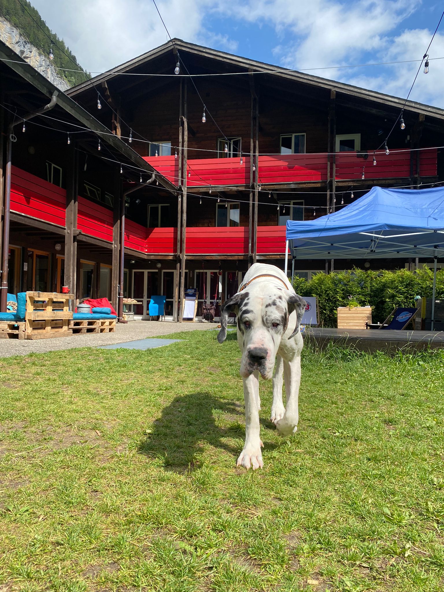 Hundehotel - Schweiz - Alpine BASE Hostel