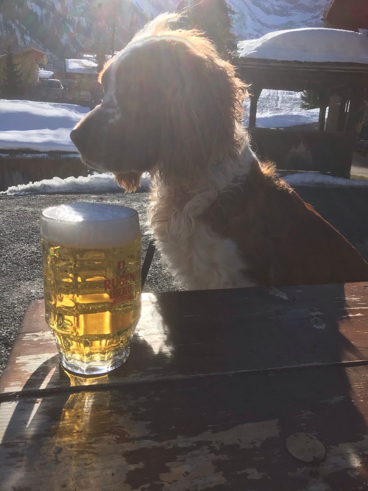 Hundehotel - Schweiz - Alpine BASE Hostel