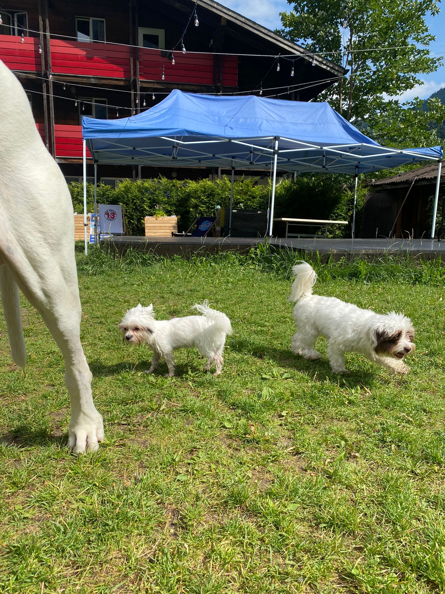 Hundehotel - Schweiz - Alpine BASE Hostel