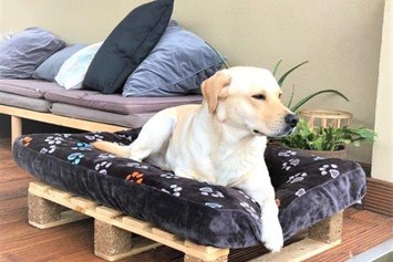 Urlaub-mit-Hund: Davon können Fellnasen nicht nur träumen ... Jetzt buchen!Q - Maifelder Wellness-Loft mit Naturpanorama und 70 Inklusiv-Leistungen