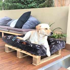 Urlaub-mit-Hund: Davon können Fellnasen nicht nur träumen ... Jetzt buchen!Q - Maifelder Wellness-Loft mit Naturpanorama und 70 Inklusiv-Leistungen
