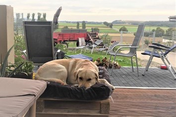 Urlaub-mit-Hund: Eine Oase für Hunde. - Maifelder Wellness-Loft mit Naturpanorama und 70 Inklusiv-Leistungen