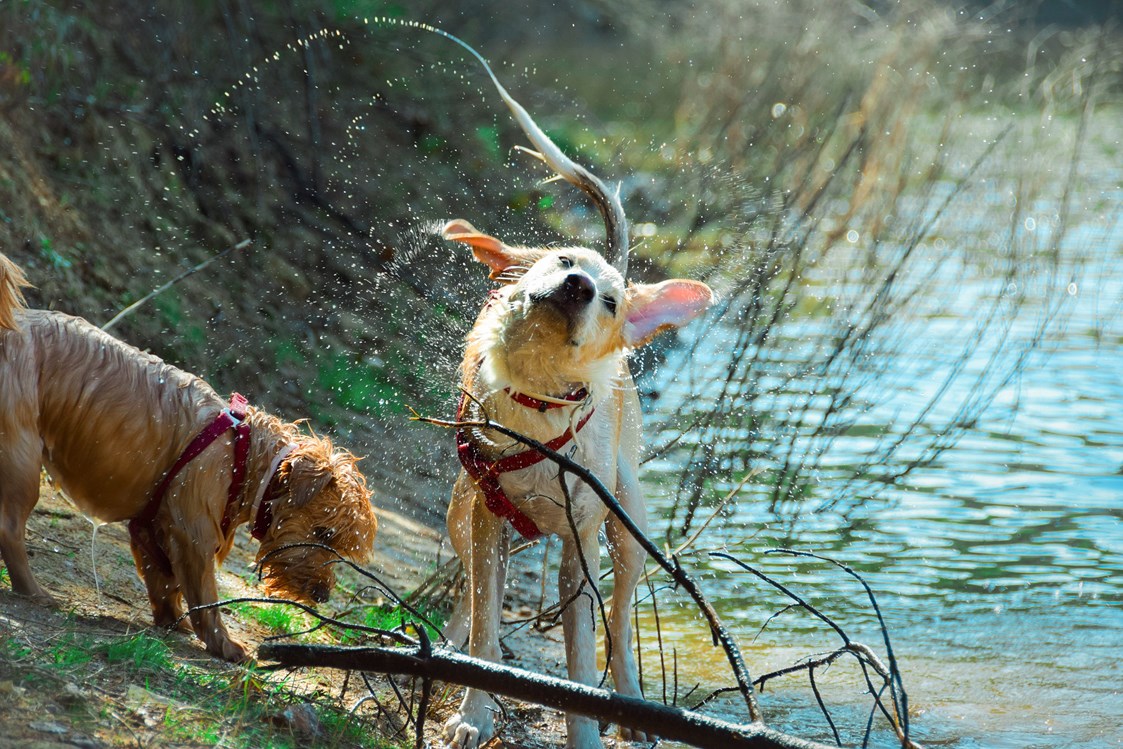 Urlaub-mit-Hund: Sloho Bergurlaub mit Hund - Sloho Bergurlaub