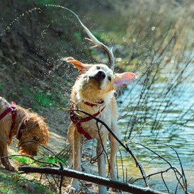 Urlaub-mit-Hund: Sloho Bergurlaub mit Hund - Sloho Bergurlaub