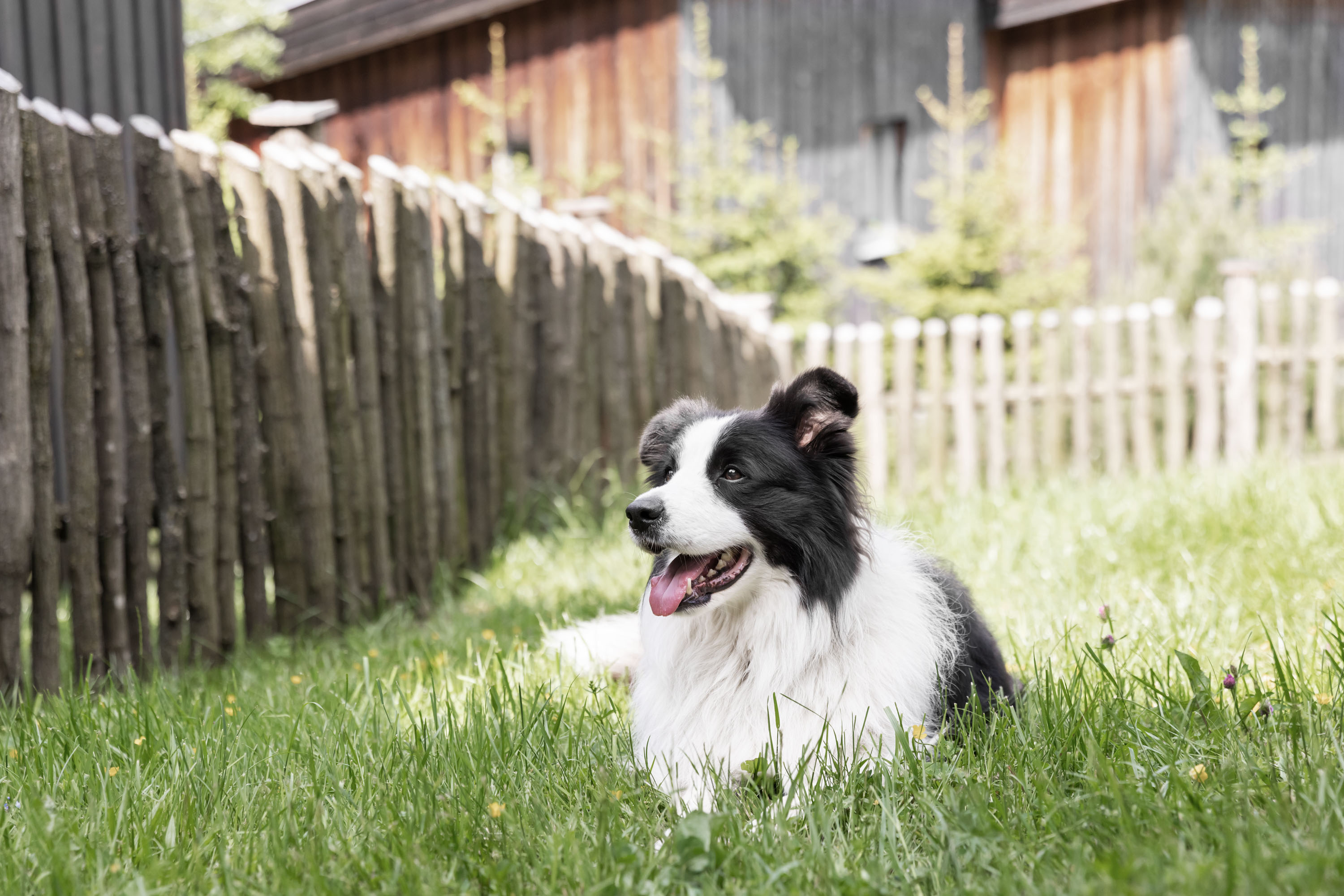 Urlaub-mit-Hund: Urlaub mit Hund im Sloho - Sloho Bergurlaub