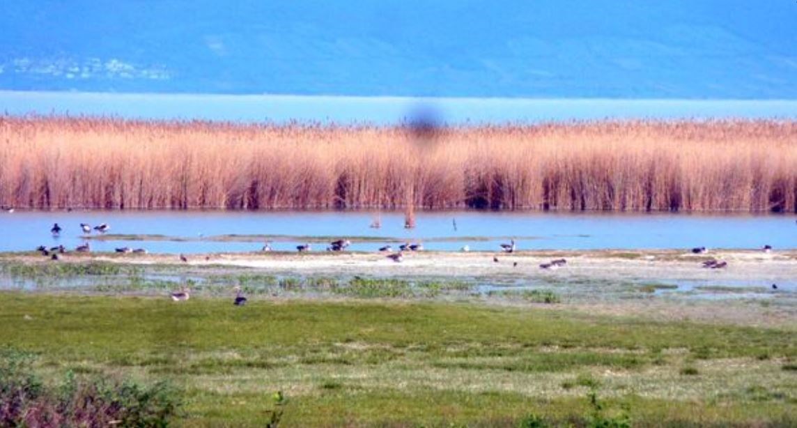 VILA VITA Pannonia Ausflüge mit Hund Nationalpark Neusiedlersee