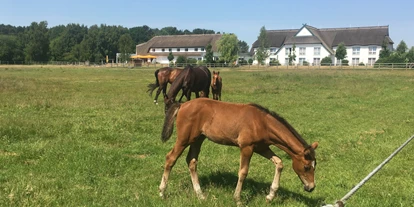 Hundehotel - Unterkunftsart: Appartement - Peenemünde - Pferde auf dem Friesenhof - Hotel Friesenhof auf Usedom