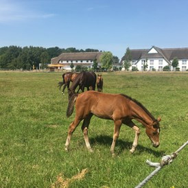 Urlaub-mit-Hund: Pferde auf dem Friesenhof - Hotel Friesenhof auf Usedom