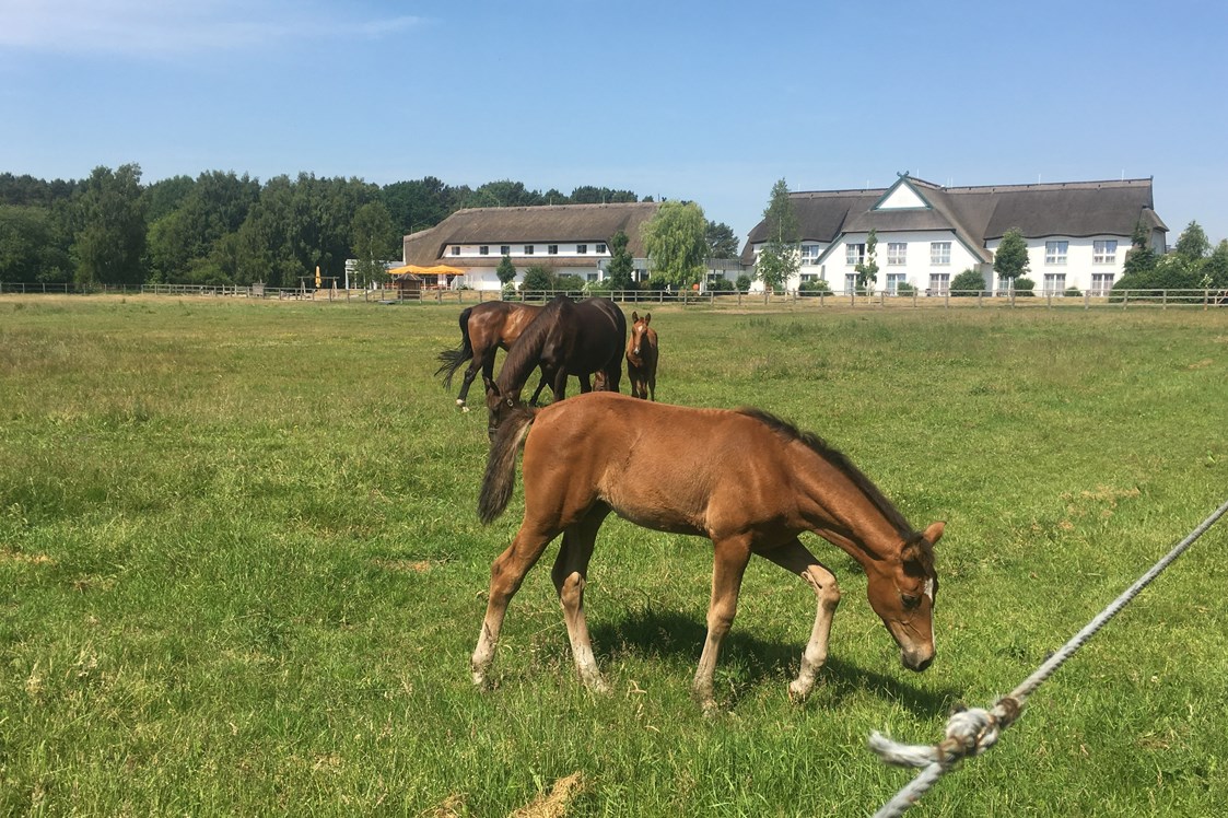 Urlaub-mit-Hund: Pferde auf dem Friesenhof - Hotel Friesenhof auf Usedom