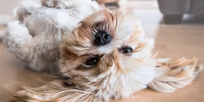 Hundehotel - Unterkunftsart: Appartement - Peenemünde - Hundeurlaub in Trassenheide - Hotel Friesenhof auf Usedom