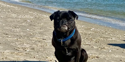 Hundehotel - Unterkunftsart: Appartement - Peenemünde - Hundestrand in Trassenheide - Hotel Friesenhof auf Usedom