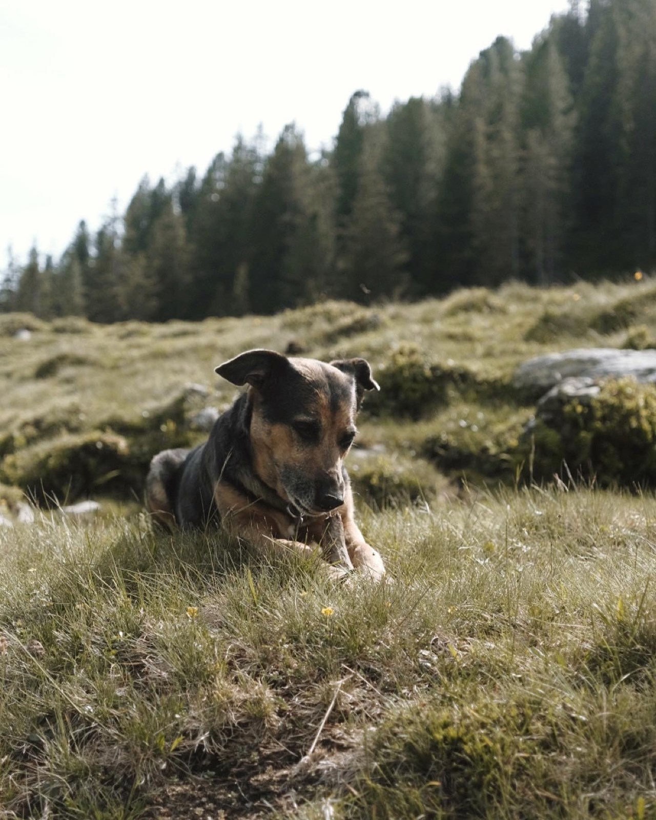 Hotel BergBaur  Ausflüge mit Hund 