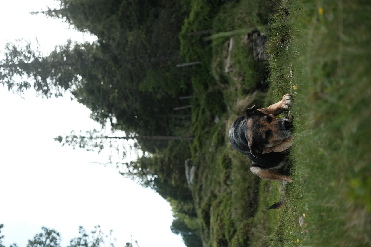 Hotel BergBaur  Ausflüge mit Hund 