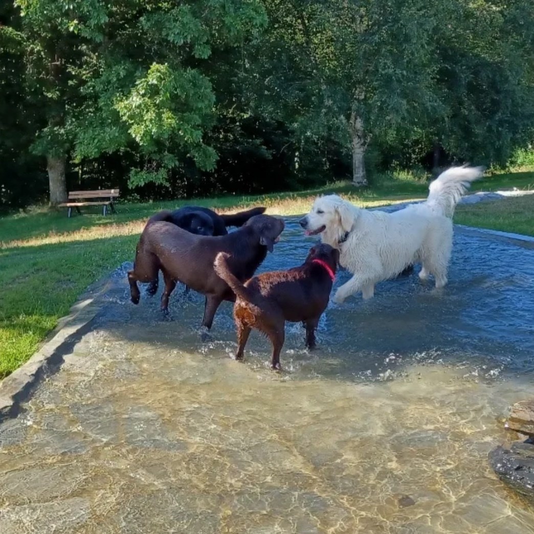 Hundehotel - Bad Wildungen - Landhaus Schlossberg 8  Ferienwohnungen
