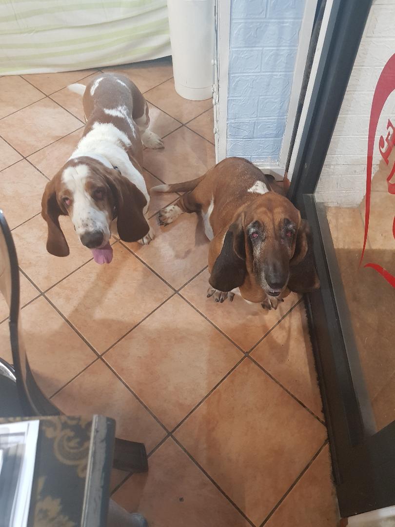 Urlaub-mit-Hund: Hotel San Desiderio - Rapallo - Italien