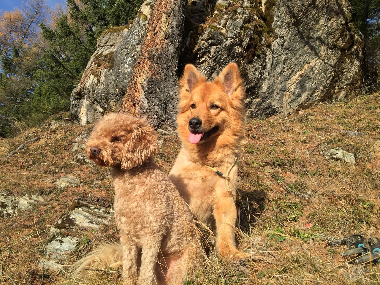 Boutique Hundehotel Bergzeit Ausflüge mit Hund Himmelsroute und Fahrt mit den Großarler Bergbahnen