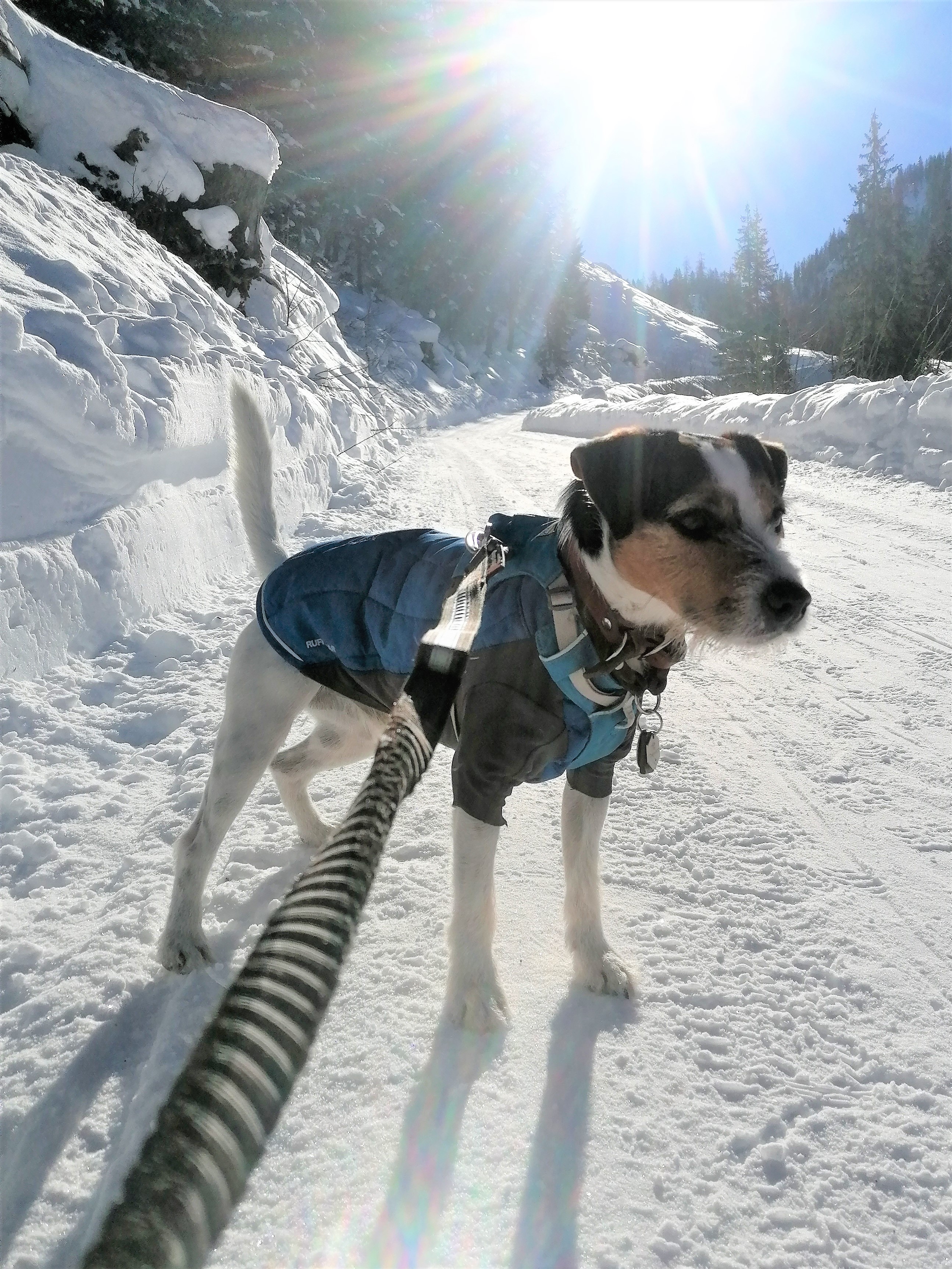 Urlaub-mit-Hund: Schöne Spazierwege gibt es im ganzen Tal. - Boutique Hundehotel Bergzeit - Urlaub mit Hund