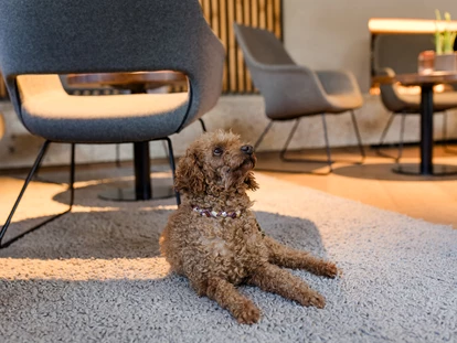 Hundehotel - WLAN - Berchtesgaden - Boutique Hundehotel Bergzeit