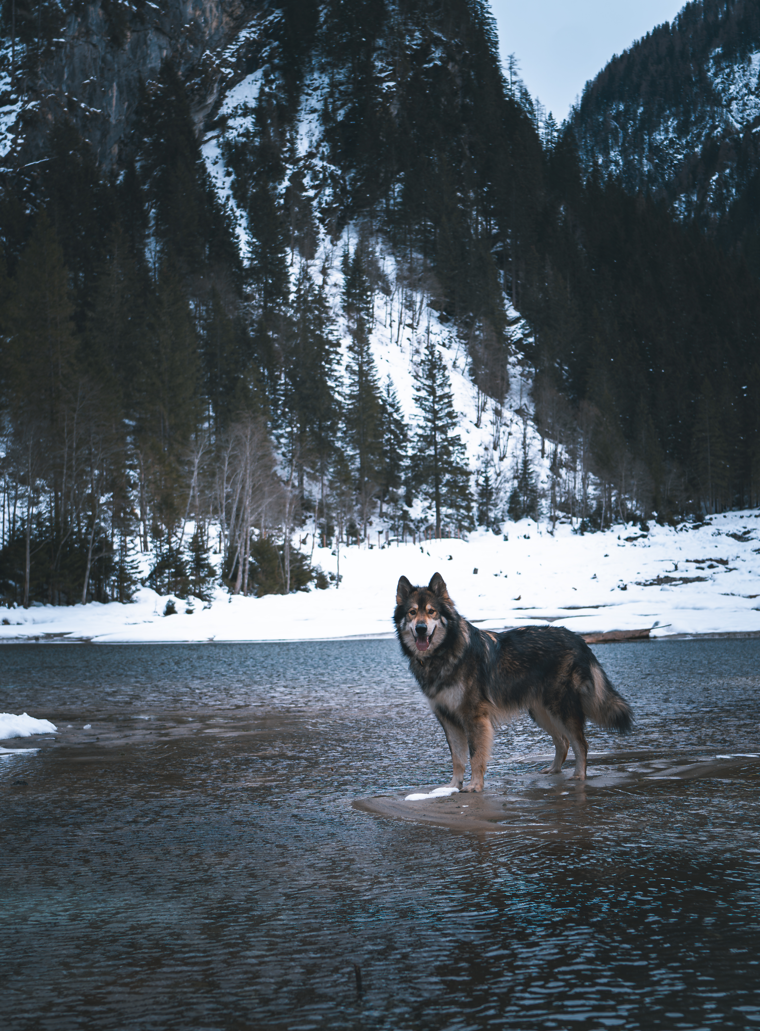 Urlaub-mit-Hund: Boutique Hundehotel Bergzeit - Urlaub mit Hund