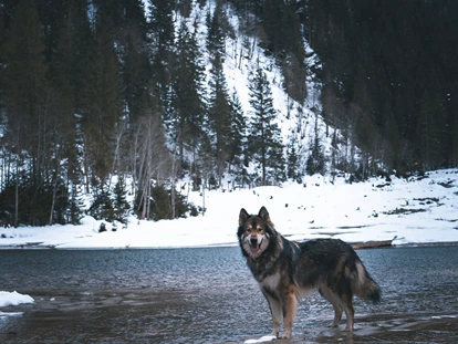 Hundehotel - WLAN - Berchtesgaden - Boutique Hundehotel Bergzeit