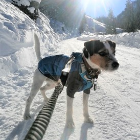 Urlaub-mit-Hund: Schöne Spazierwege gibt es im ganzen Tal. - Hotel Bergzeit