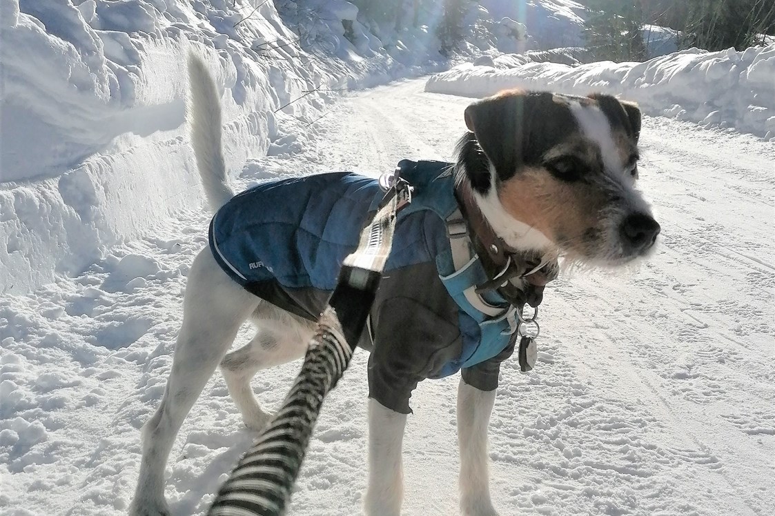 Urlaub-mit-Hund: Schöne Spazierwege gibt es im ganzen Tal. - Hotel Bergzeit