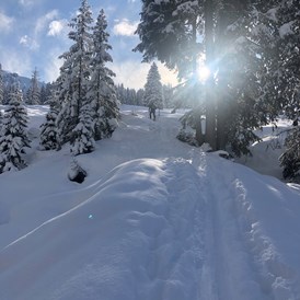 Urlaub-mit-Hund: Traumhafte Winterwanderungen - Hotel Bergzeit