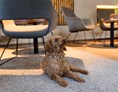 Urlaub-mit-Hund: Hotel Bergzeit