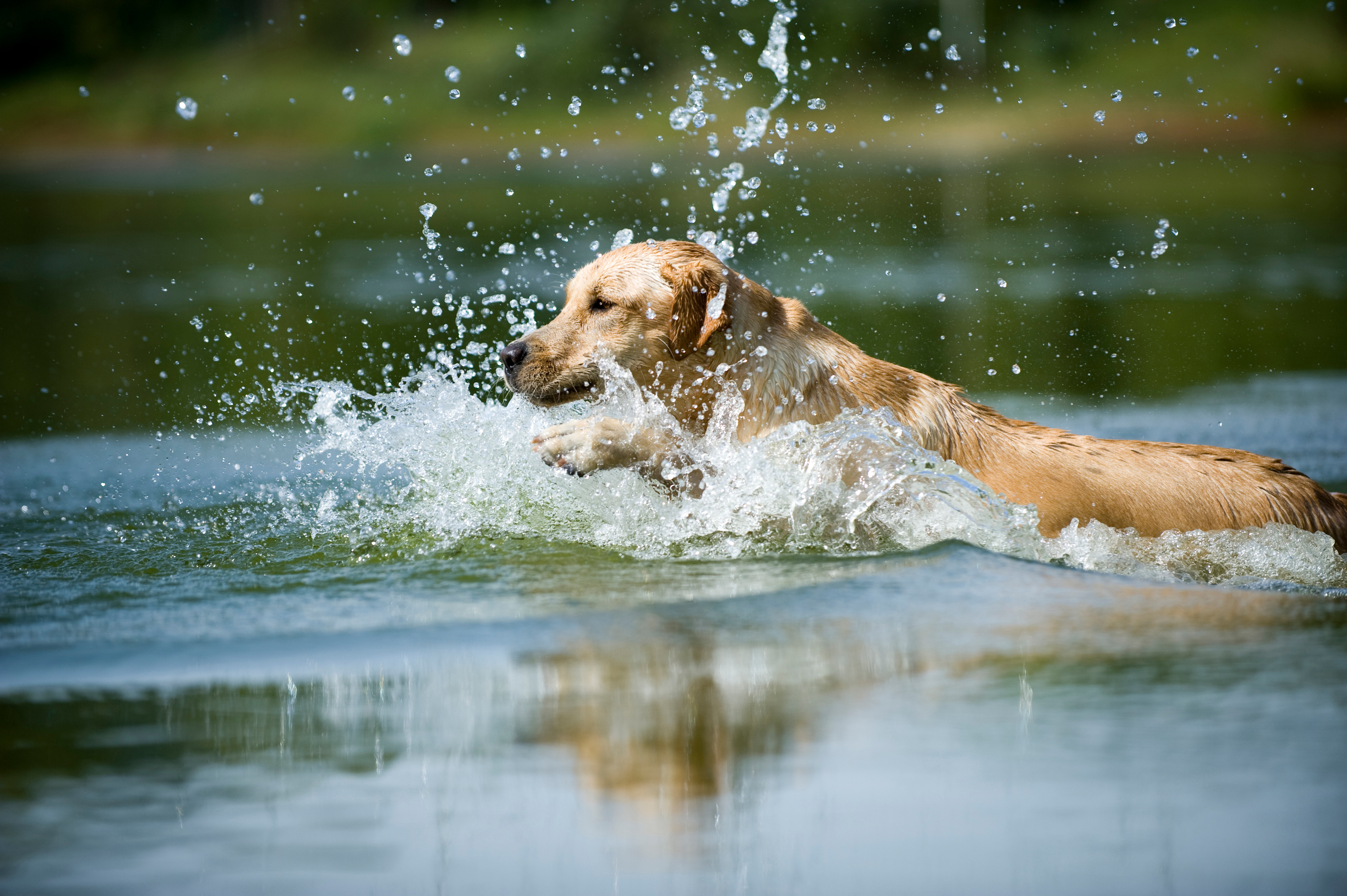 Der WOLFSHOF Ausflüge mit Hund Okertalsperre & Okersee 