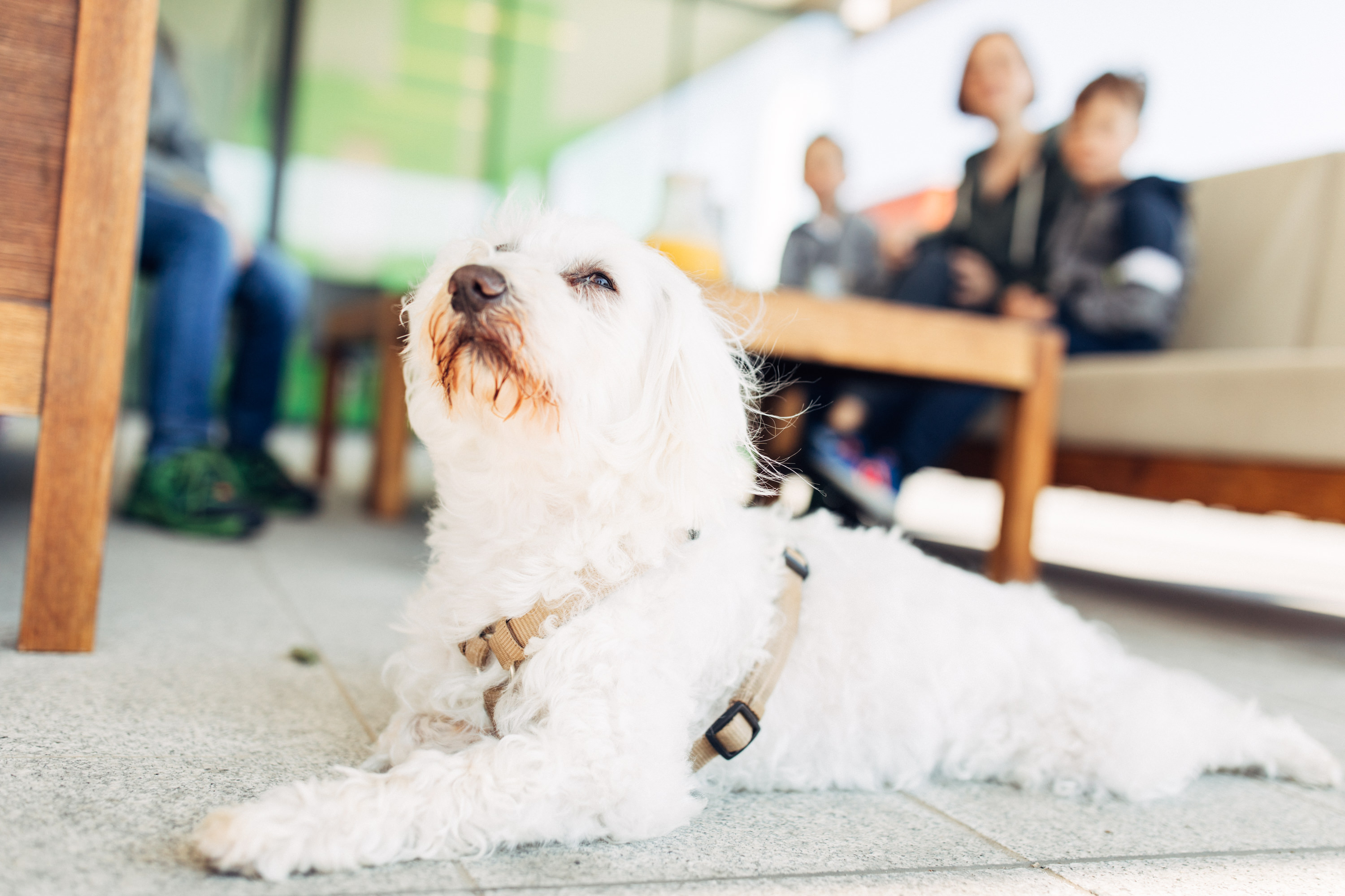 Hundehotel - Umgebungsschwerpunkt: Stadt - Graz und Umgebung - harry’s home Hart bei Graz