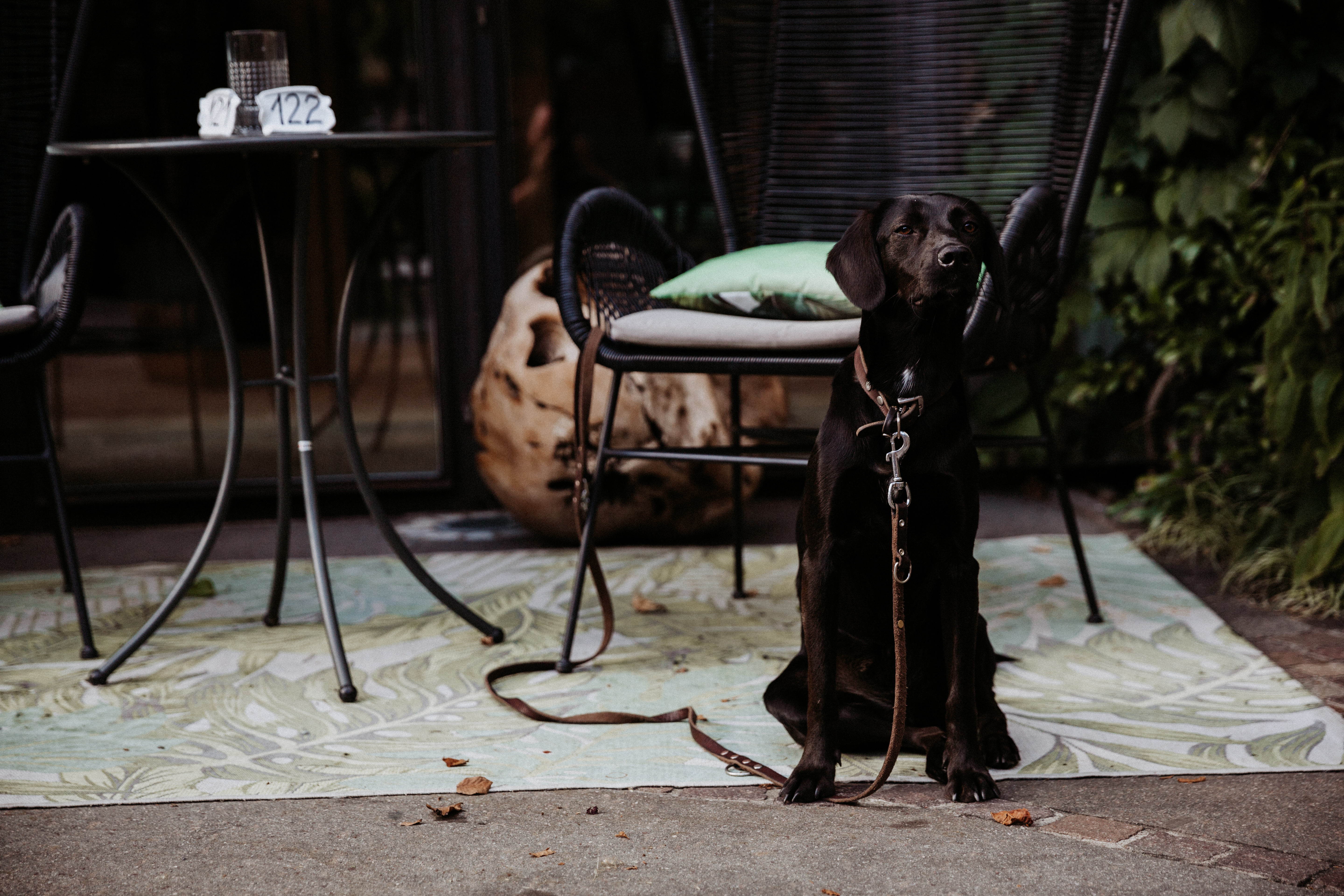 Urlaub-mit-Hund: B&B Hotel BOTANGO