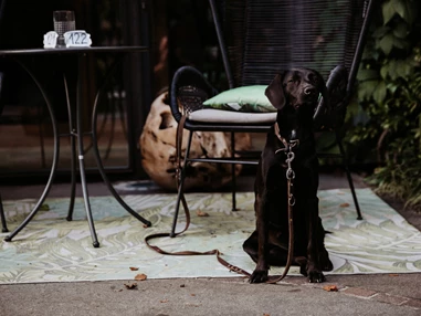 Urlaub-mit-Hund: B&B Hotel BOTANGO