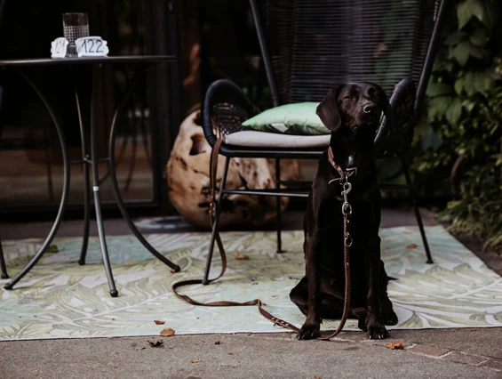 Urlaub-mit-Hund: B&B Hotel BOTANGO