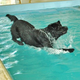 Urlaub-mit-Hund: Enzo beim Sprung vom Beckenrand - Ferienhaus und Hundeschwimmbad Eckhansl im Schilcherland