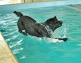 Urlaub-mit-Hund: Enzo beim Sprung vom Beckenrand - Ferienhaus und Hundeschwimmbad Eckhansl im Schilcherland