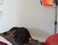 Urlaub-mit-Hund: Hunde Wellness mit Infrarotlicht - Ferienhaus und Hundeschwimmbad Eckhansl im Schilcherland