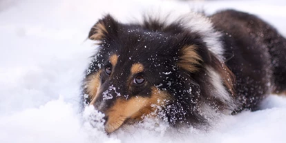 Hundehotel - Tauplitz - Promi-Lodge Flachau