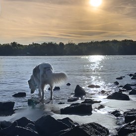 Ferienhaus mit Hund: Sunrise am Rhein. Zwischen Oppenheim und Eicher See führt ein ca. 14 km langes Wanderpfad mit kleinen Buchten direkt am Rhein entlang.  - FeWo-Oppenheim