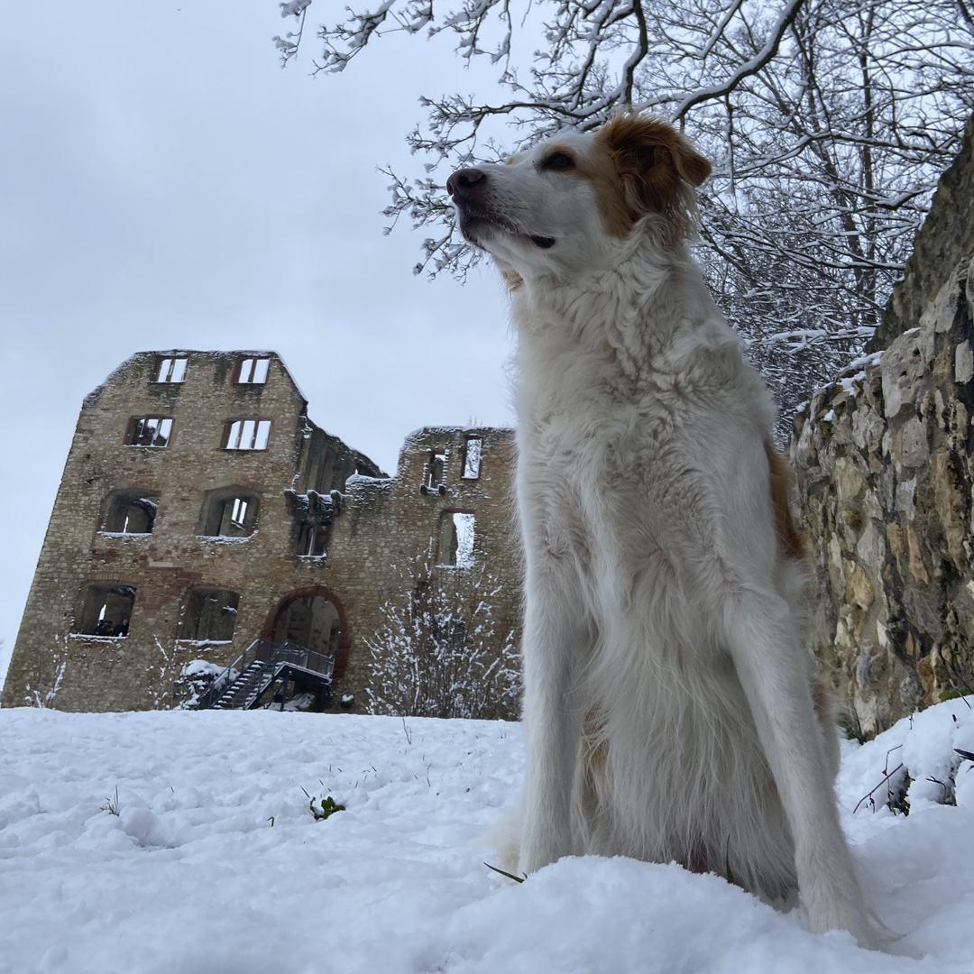 Ferienhaus mit Hund: Burgruin Landskrone, Ausgangspunkt für schöne Spaziergänge in den Weinbergen. - FeWo-Oppenheim