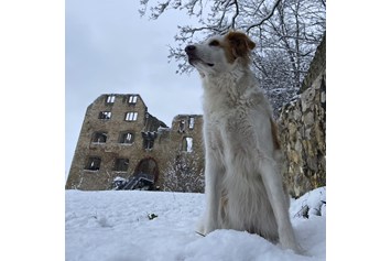 Ferienhaus mit Hund: Burgruin Landskrone, Ausgangspunkt für schöne Spaziergänge in den Weinbergen. - FeWo-Oppenheim