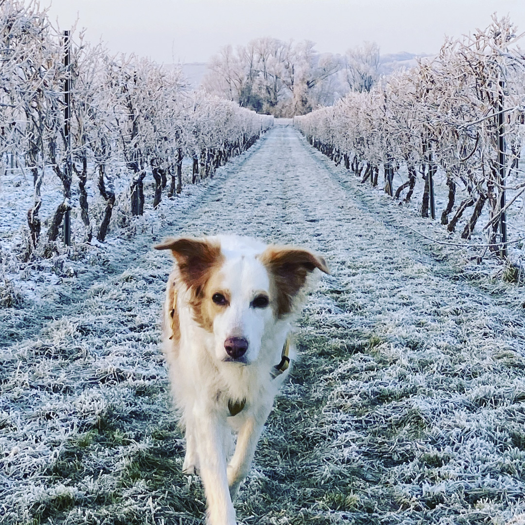 Ferienhaus mit Hund: Winterspaziergang zwischen den Weinreben. - FeWo-Oppenheim