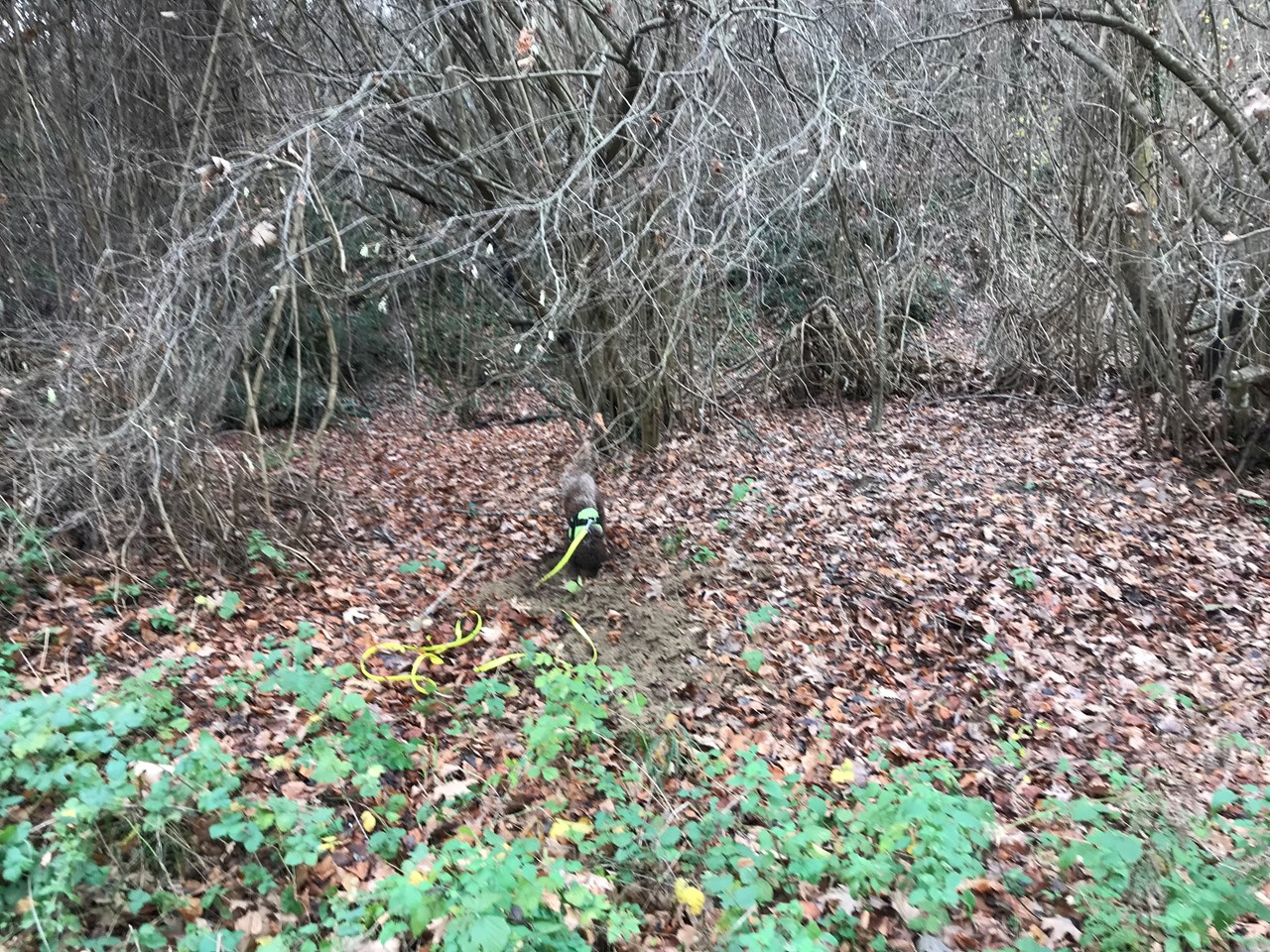 Villa Sevasti**** Ausflugsziele Trüffelsuche mit Hund