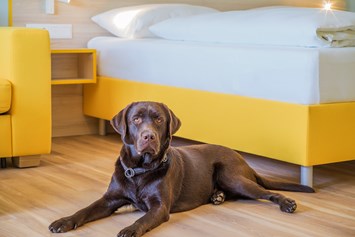 Urlaub-mit-Hund: Hundefreundliche Zimmer - Hi5-Hotel Seiersberg