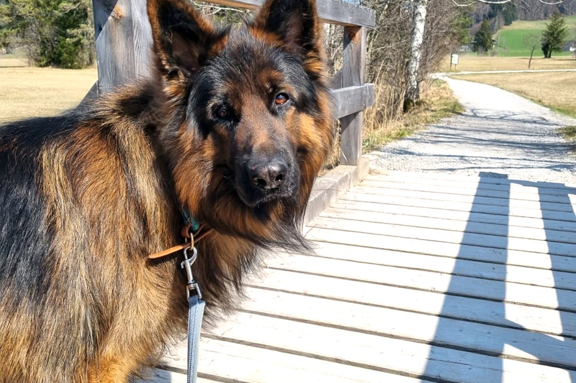 Urlaub-mit-Hund: Spaziergang mit Hund - Arabella Jagdhof Resort am Fuschlsee