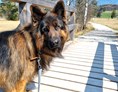 Urlaub-mit-Hund: Spaziergang mit Hund - Arabella Jagdhof Resort am Fuschlsee