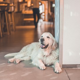 Urlaub-mit-Hund: Belmondo - Hotel & Wirtshaus Post