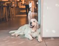 Urlaub-mit-Hund: Belmondo - Hotel & Wirtshaus Post